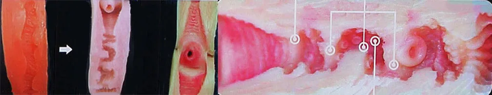 Myrobotdoll.com Sino-Doll Sex Doll 3D Realistic Vagina Option