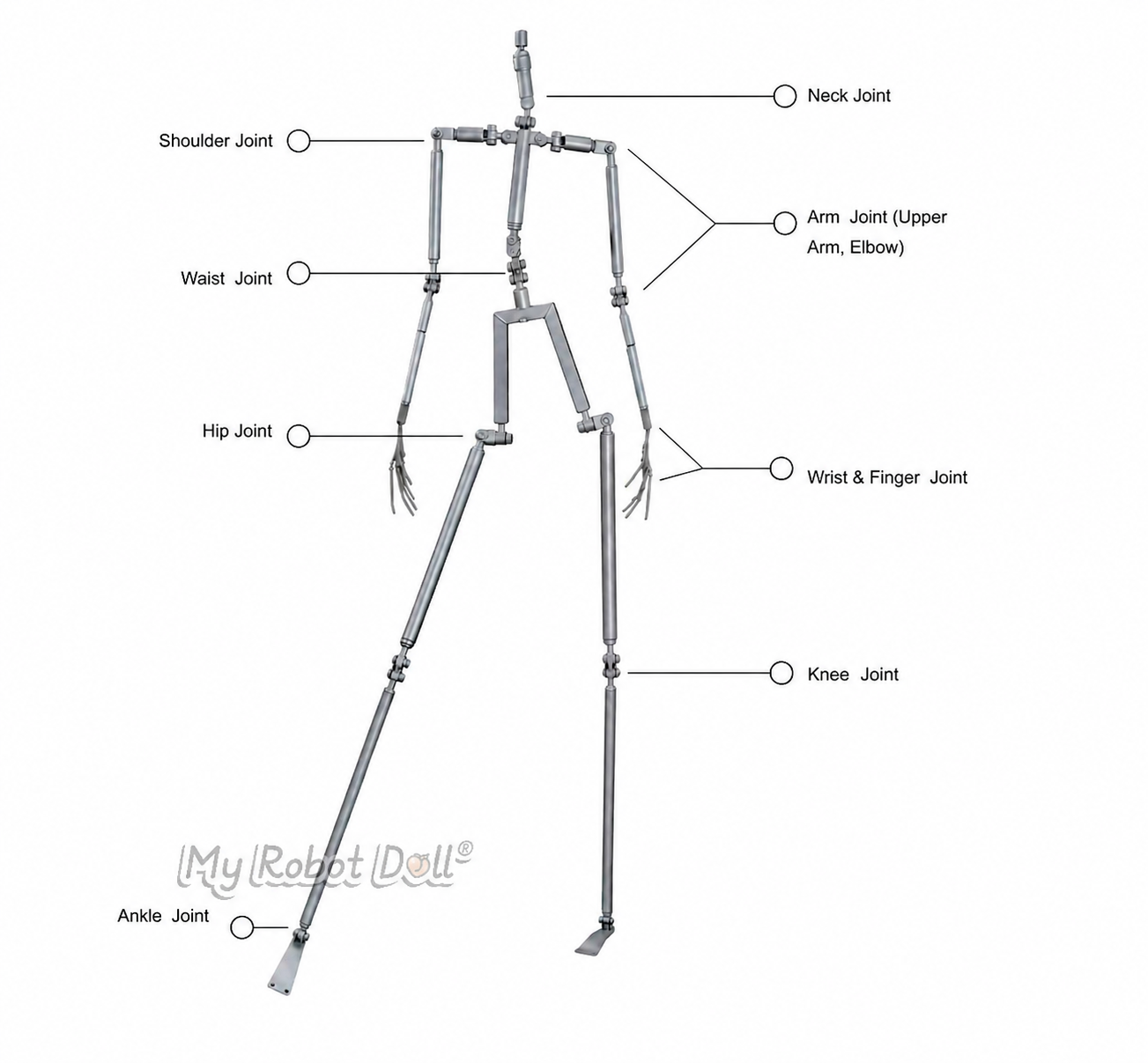 Doll Joint Skeleton Diagram Showing Key Joint Locations